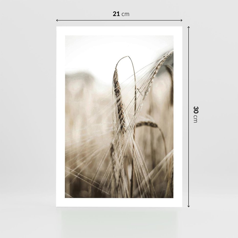 Plakat bez ramy 21x30 - Kłosy Pszenicy w Sepii - zboże, kłos pszenicy
