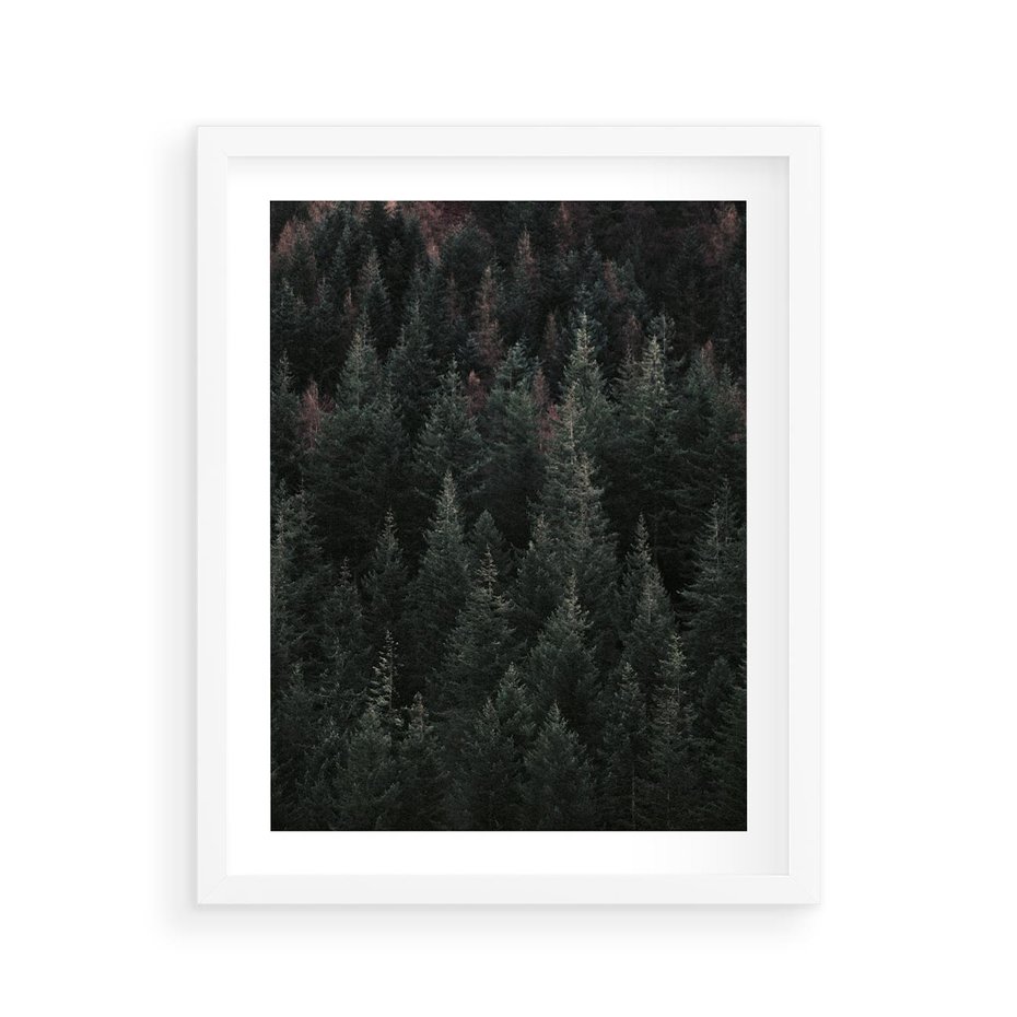 Plakat w ramie 40x50 - Wysoko nad Iglastym Lasem - las, perspektywa - rama biała