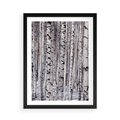 Plakat w ramie 50x70 - Lśniące Brzozy - brzozy, las - rama czarna