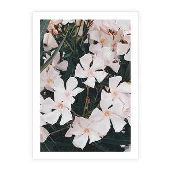 Plakat bez ramy 30x40 - Egzotyczna Uroda - białe kwiaty, tropikalne kwiaty