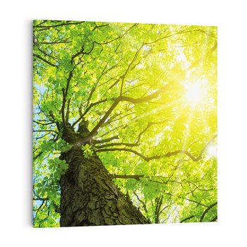 Obraz na płótnie 40x40 - Drzewo pod Słońcem: Łączność z Naturą - drzewo, słońce