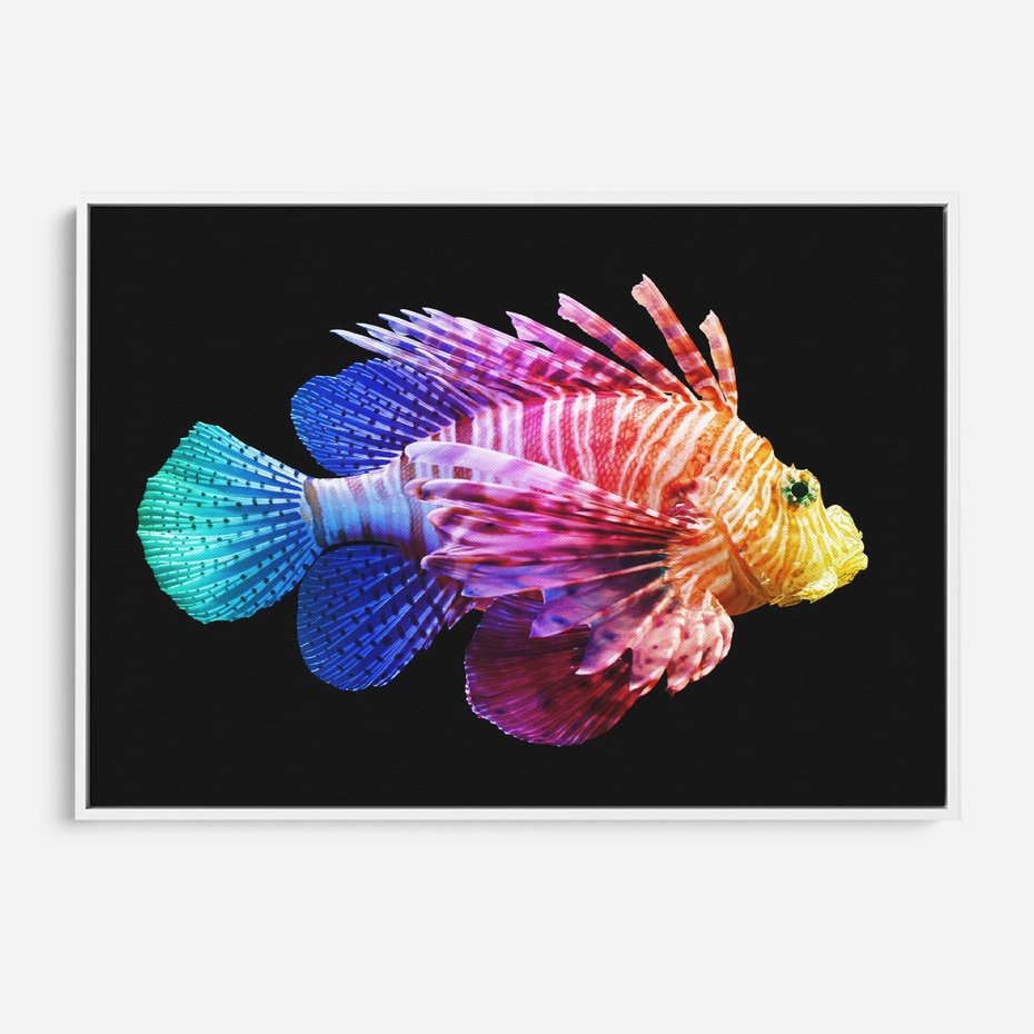 Obraz w ramie 120x80 - Tęczowa Piękność - kolorowa tęczowa ryba, mocny akcent na czarnym tle - rama biała
