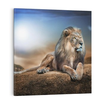 Obraz na płótnie 60x60 - Król sawanny - lew, kamień