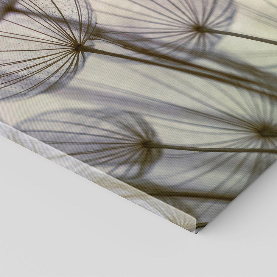 Obraz na płótnie 50x70 - Makro dmuchawiec - piękno drobnych detali - dmuchawce, makro