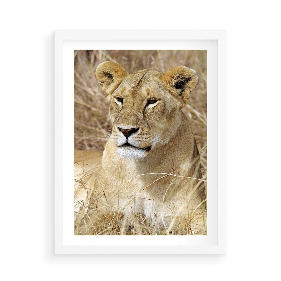 Plakat w ramie 50x70 - Potęga lwów w Afryce - lew, lwica - rama biała