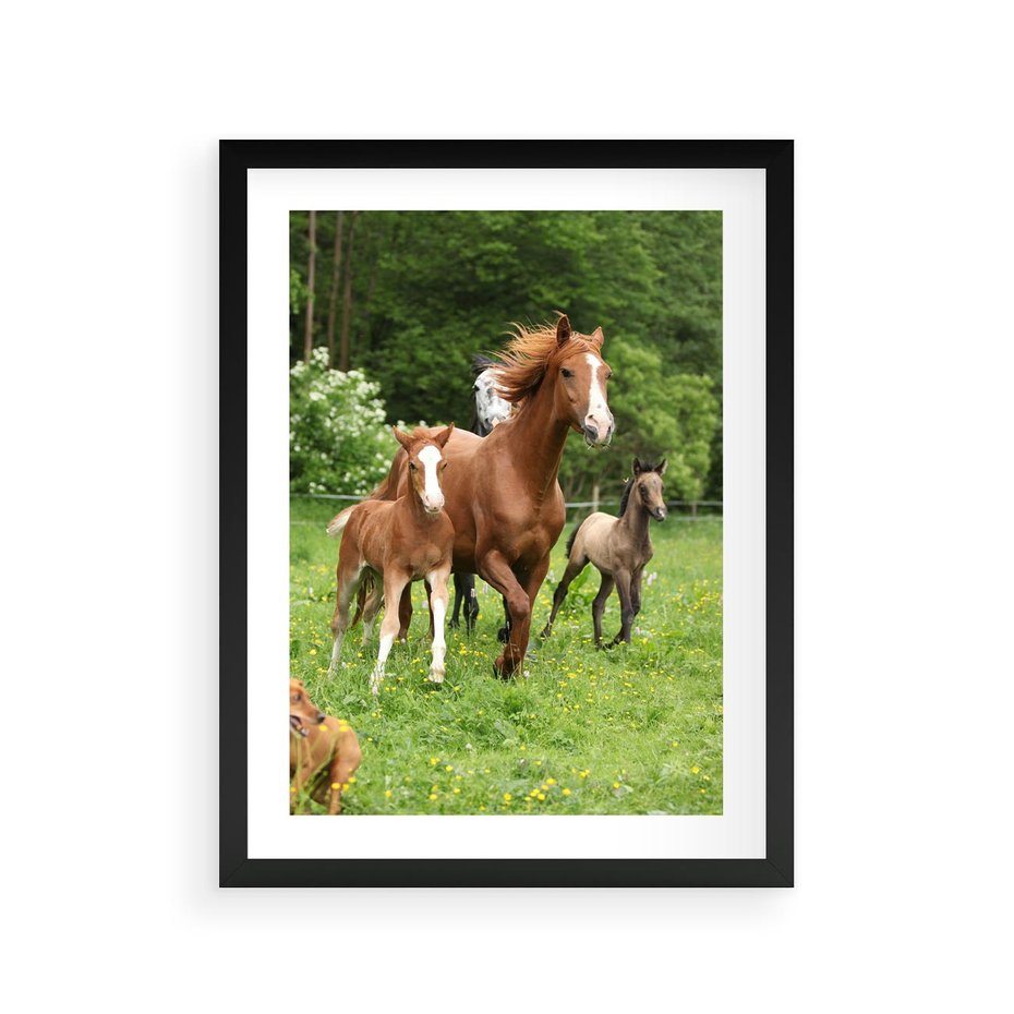 Plakat w ramie 30x40 - Galopujące konie - konie, galop - rama czarna