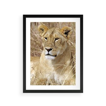 Plakat w ramie 30x40 - Potęga lwów w Afryce - lew, lwica - rama czarna