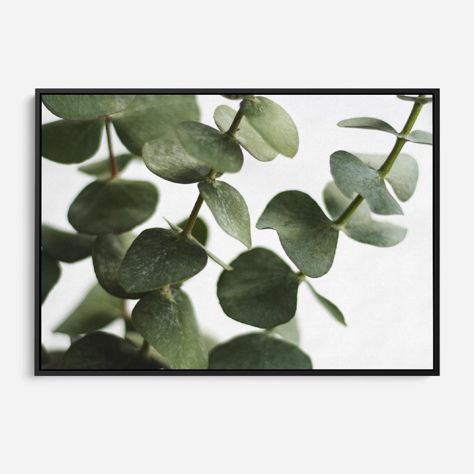 Obraz w ramie 70x50 - Zielone eukaliptusy - eukaliptus, liście - rama czarna