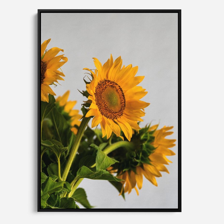 Obraz w ramie 70x100 - Słoneczna Radość - fotografia, żółte słoneczniki - rama czarna