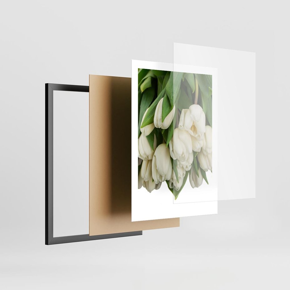 Plakat w ramie 50x70 - Białe tulipany w pełnym rozkwicie - białe, tulipany - rama czarna