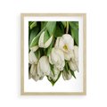 Plakat w ramie 40x50 - Białe tulipany w pełnym rozkwicie - białe, tulipany - rama drewno