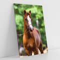 Obraz na płótnie 80x120 - Portret Szlachetnego Konia - koń, portret