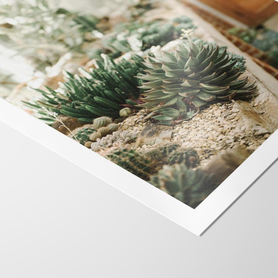 Plakat bez ramy 21x30 - Sukulenty w Szklarni - sukulenty, w szklarni