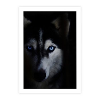Plakat bez ramy 30x40 - Wilk i husky: siła przyjaźni - wilk, husky