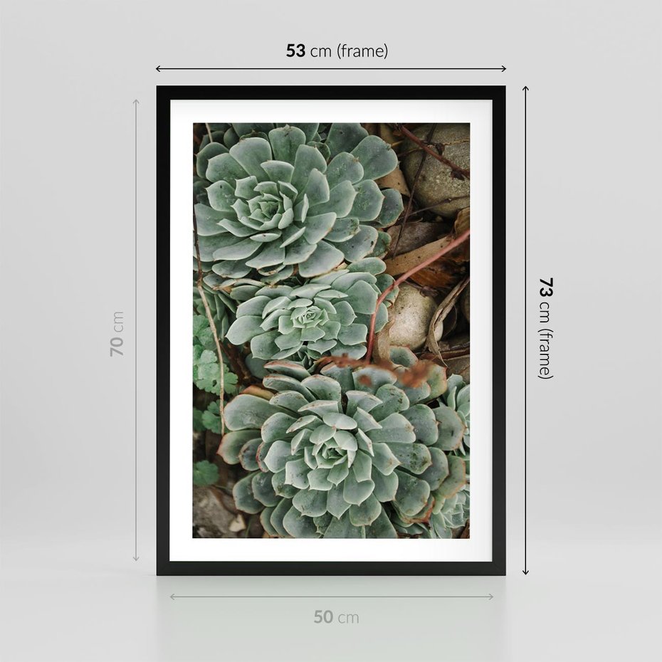 Plakat w ramie 50x70 - Zielona Uroda Sukulentów - sukulenty, zielone liście - rama czarna