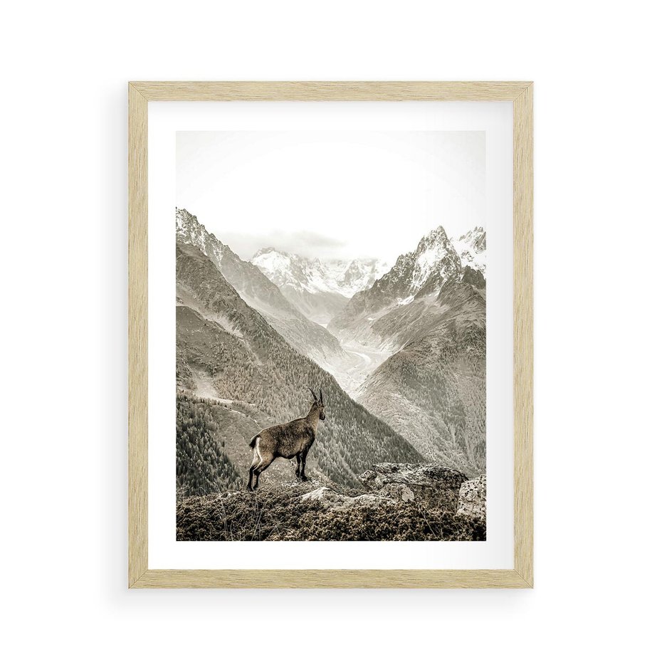 Plakat w ramie 40x50 - Dzikie Piękno: Kozica w Malowniczym Górskim Scenerii - kozica, góry - rama drewno