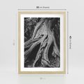 Plakat w ramie 30x40 - Siła Natury - czarno biała fotografia, korzenie wielkiego drzewa - rama drewno