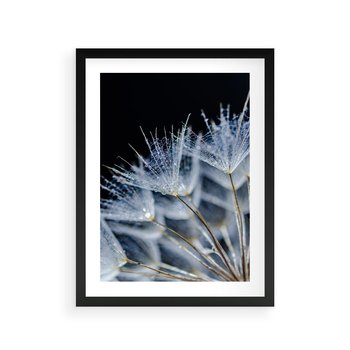 Plakat w ramie 40x50 - Makro piękno dmuchawców - makro, dmuchawce - rama czarna