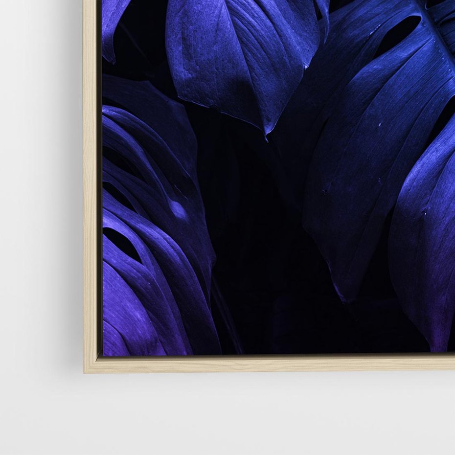 Obraz w ramie 80x80 - Mroczna Magia Dżungli - mroczna grafika, fioletowe liście monstery na czarnym tle - rama drewno