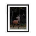 Plakat w ramie 40x50 - Spotkanie z naturą - jeleń, las - rama czarna