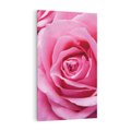 Obraz na płótnie 50x70 - Róża Wspaniałości - róża, kwiat