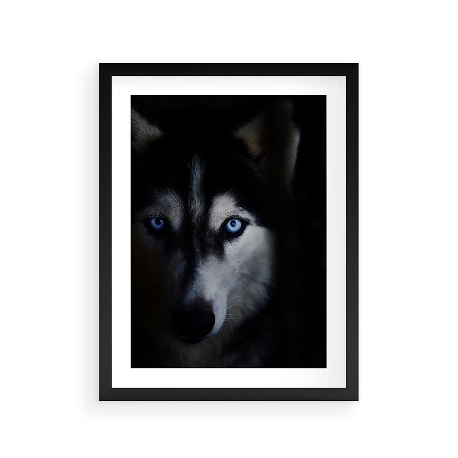Plakat w ramie 30x40 - Wilk i husky: siła przyjaźni - wilk, husky - rama czarna