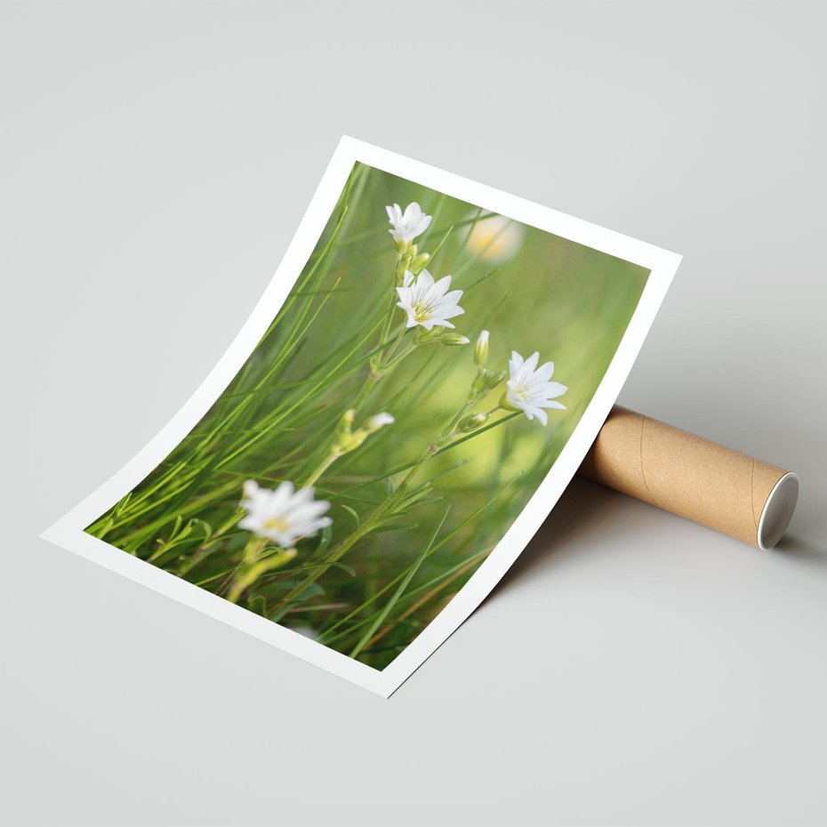 Plakat bez ramy 40x50 - Kolorowa łąka - stokrotki, łąka