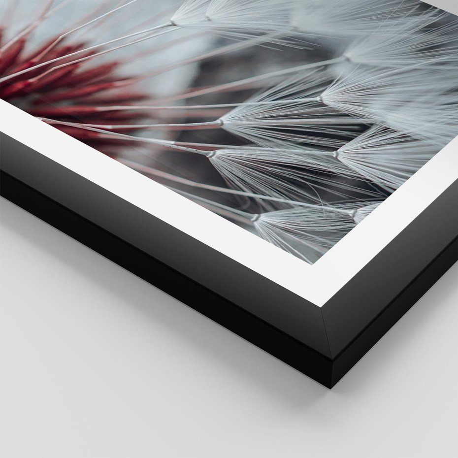 Plakat w ramie 50x70 - Makro świat dmuchawca - dmuchawiec, makro - rama czarna