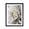 Plakat w ramie 50x70 - Białe Kwiaty Delikatności - białe, kwiaty - rama czarna