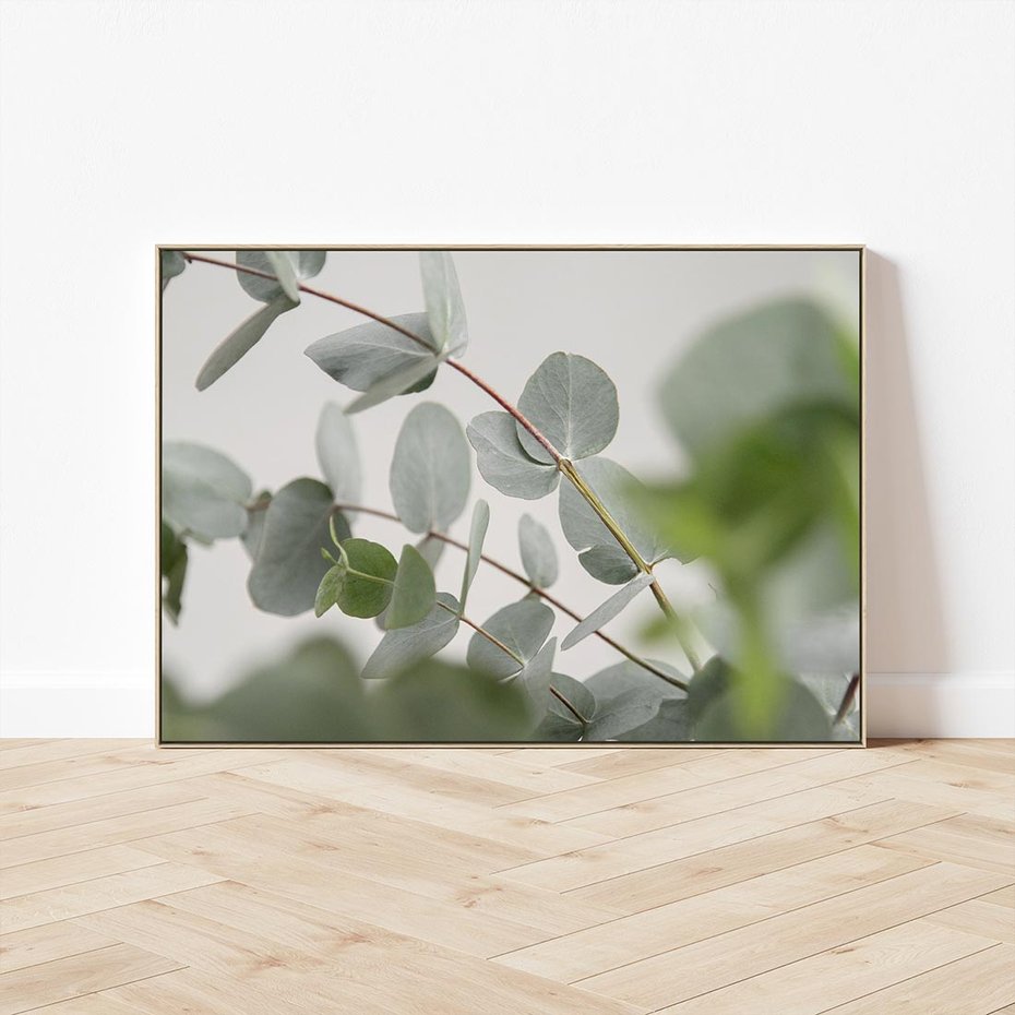 Obraz w ramie 120x80 - Liście eukaliptusa w naturze - eukaliptus, liście - rama drewno