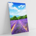 Obraz na płótnie 80x120 - Prowansalska Lawenda - lawenda, prowansja