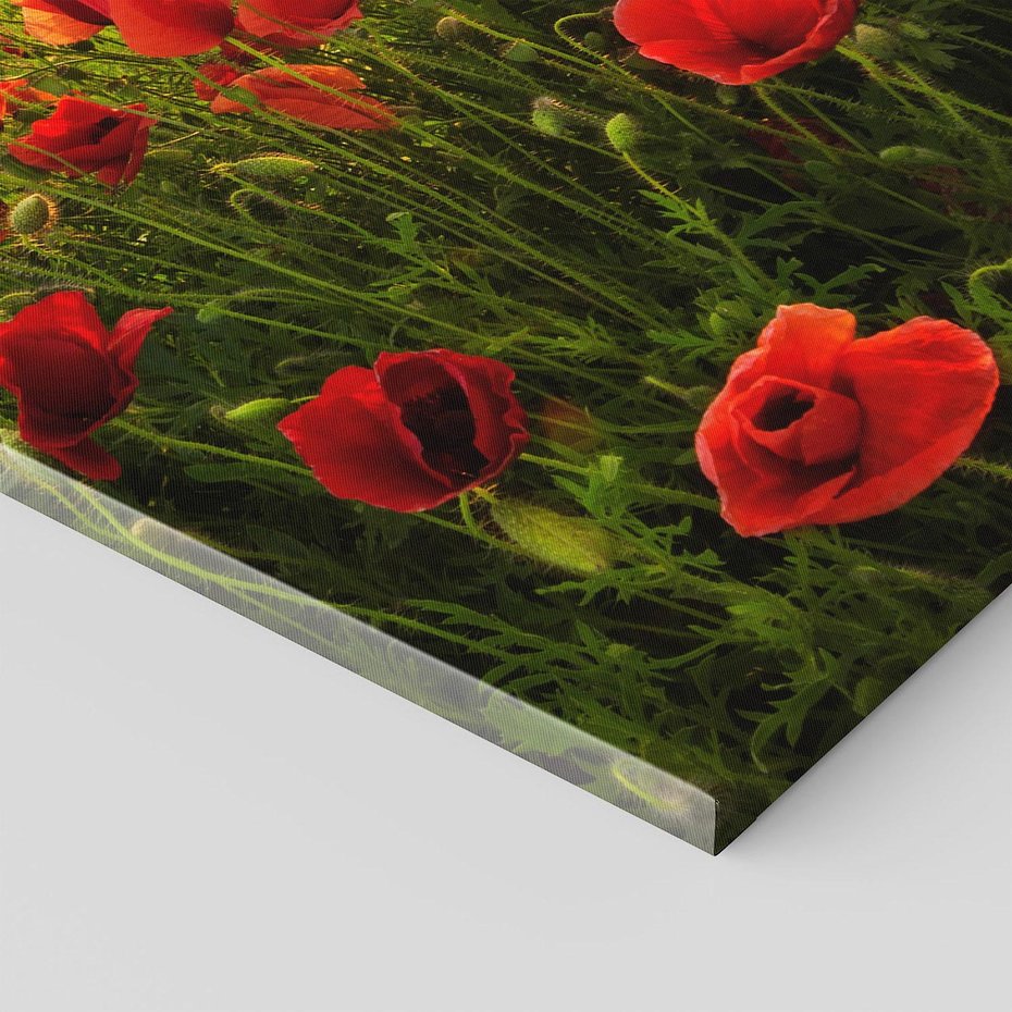 Obraz na płótnie 70x100 - Maki na łące: Przebudzenie wiosny - mak, maki