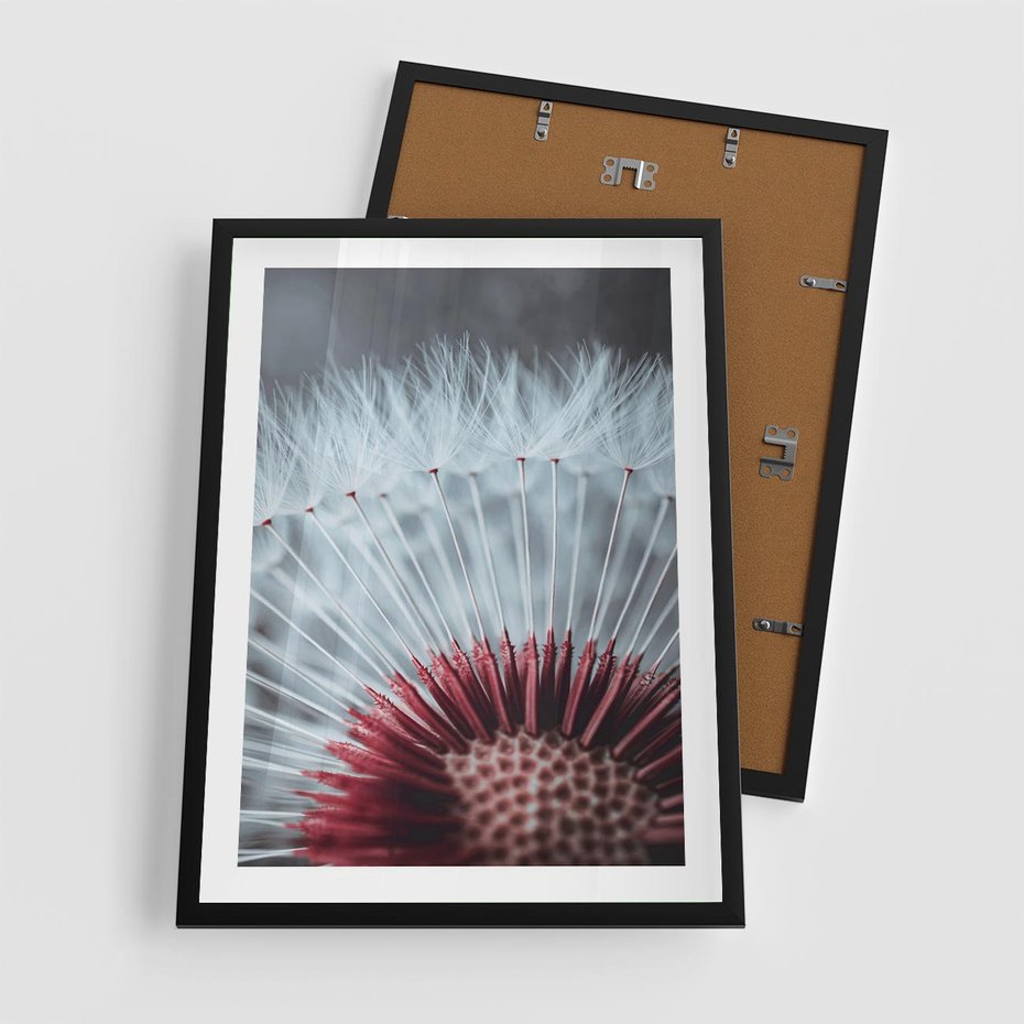 Plakat w ramie 50x70 - Dmuchawiec w Detalu - dmuchawiec, zdjęcie makro - rama czarna