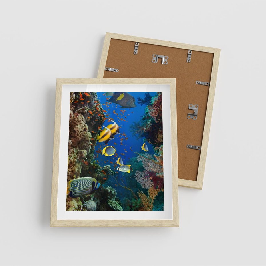 Plakat w ramie 40x50 - Podwodne królestwo rafy koralowej - rafa, koralowa - rama drewno