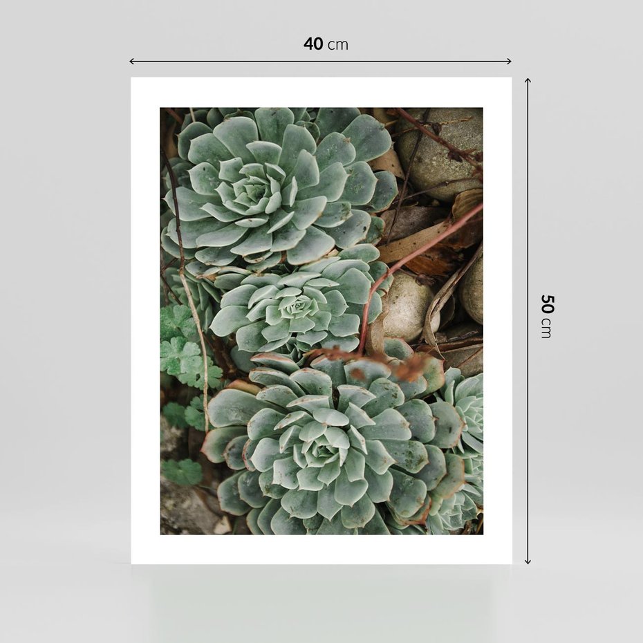 Plakat bez ramy 40x50 - Zielona Uroda Sukulentów - sukulenty, zielone liście