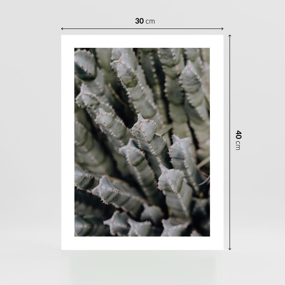 Plakat bez ramy 30x40 - Oaza Natury - sukulenty, kaktusy