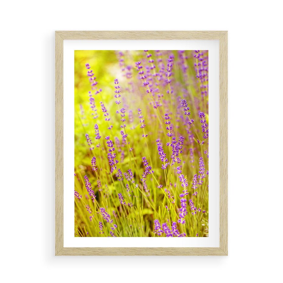 Plakat w ramie 50x70 - Delikatność natury - lawenda, kwiaty - rama drewno