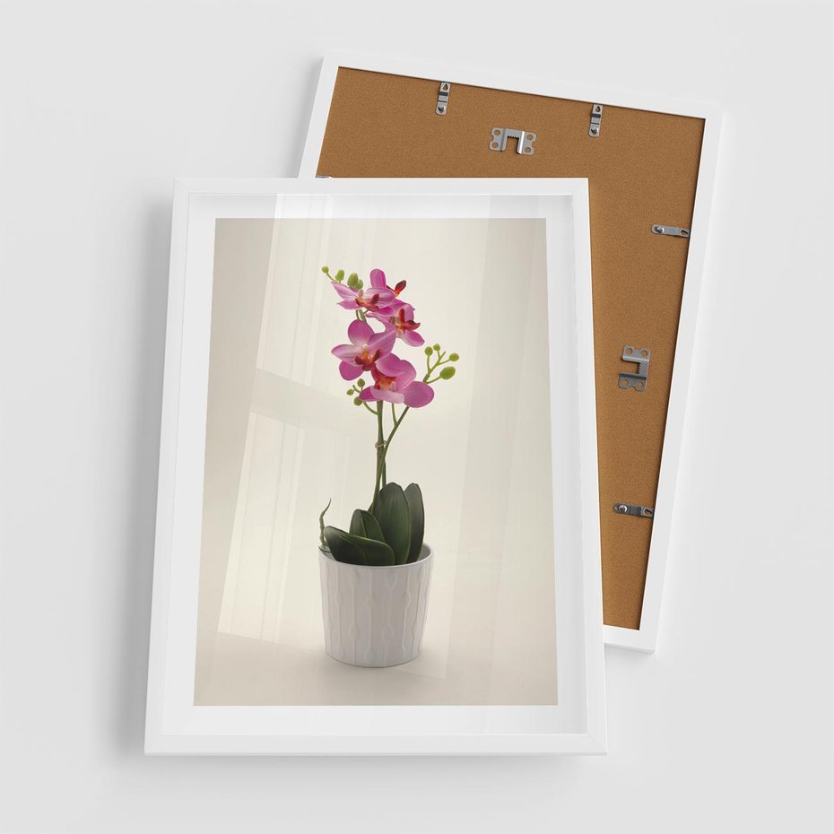 Plakat w ramie 50x70 - Delikatność storczyka orchidei - storczyk, orchidea - rama biała