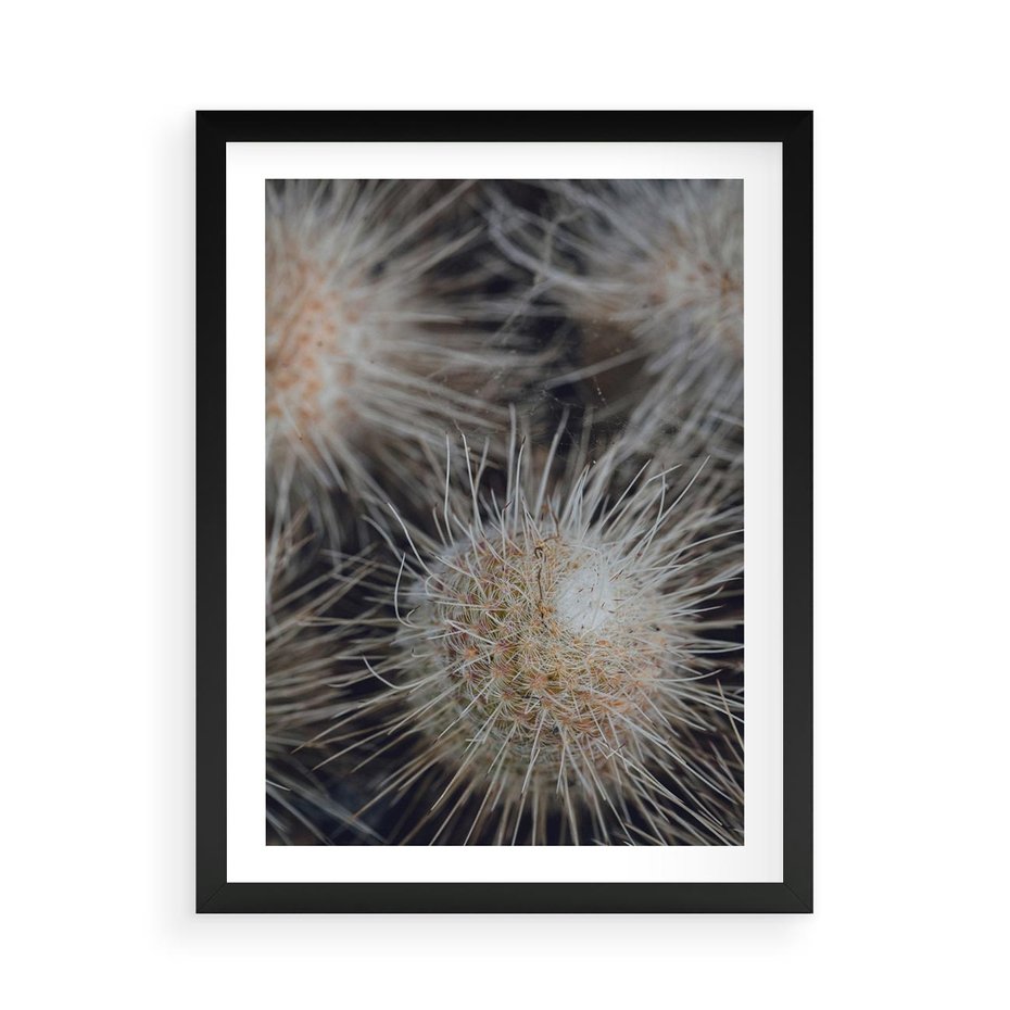 Plakat w ramie 50x70 - Ulotna Piękność Natury - makro, dmuchawce - rama czarna