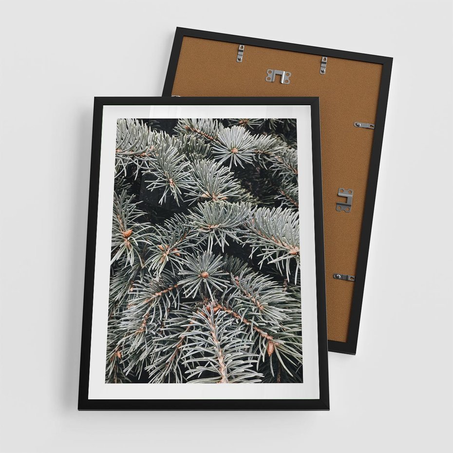 Plakat w ramie 50x70 - Zima na Gałęziach - sosnowe gałęzie, igły - rama czarna