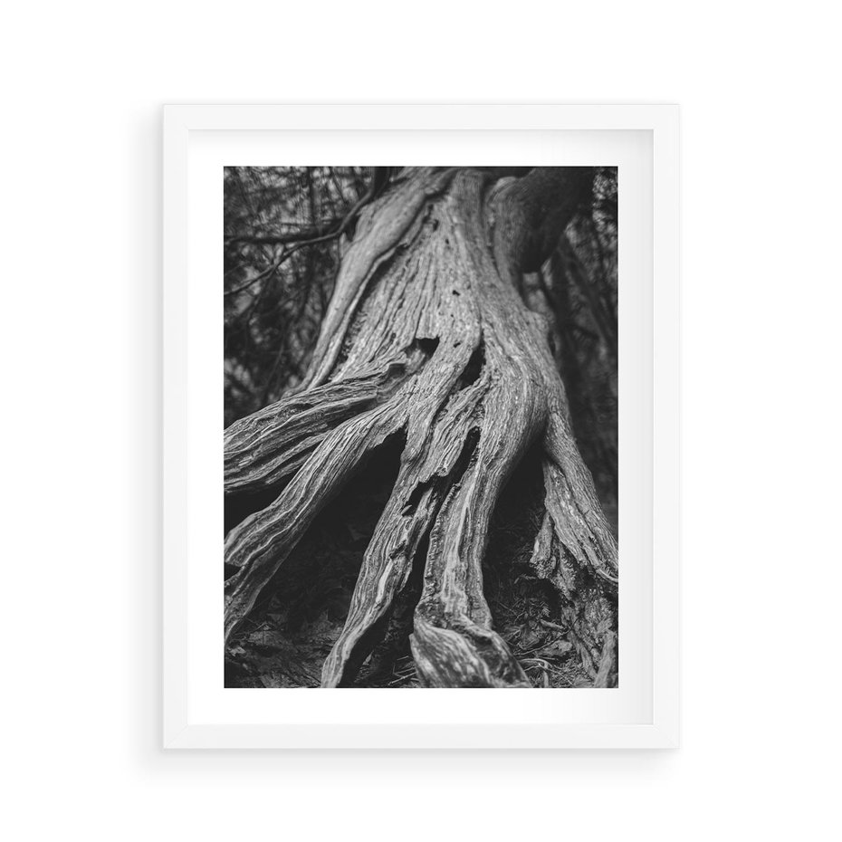 Plakat w ramie 40x50 - Siła Natury - czarno biała fotografia, korzenie wielkiego drzewa - rama biała