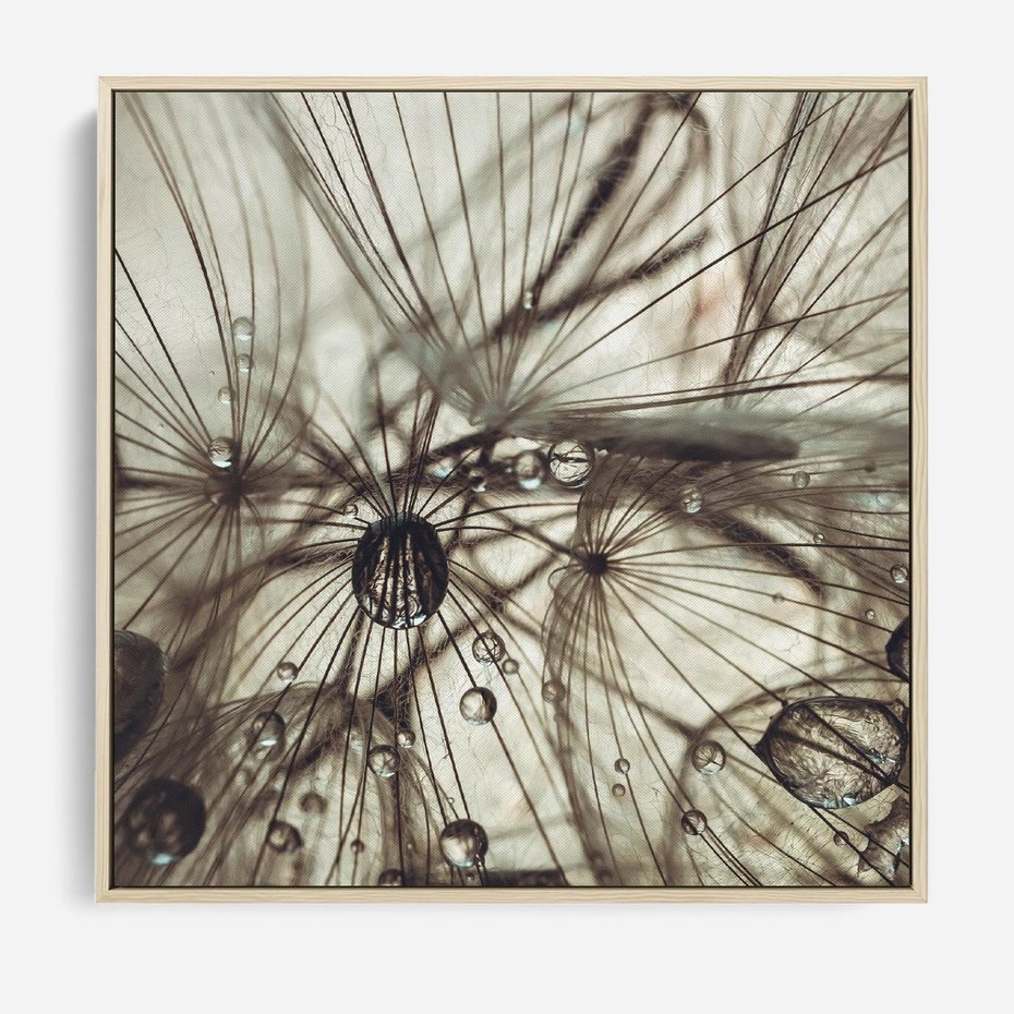 Obraz w ramie 80x80 - Lekkie dmuchawce - dmuchawce, krople - rama drewno