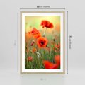 Plakat w ramie 50x70 - Makowa Pasja - maki, kwiaty - rama drewno