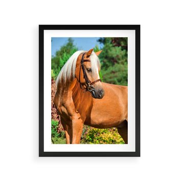 Plakat w ramie 40x50 - Elegancki wierzchowiec - koń, portret - rama czarna