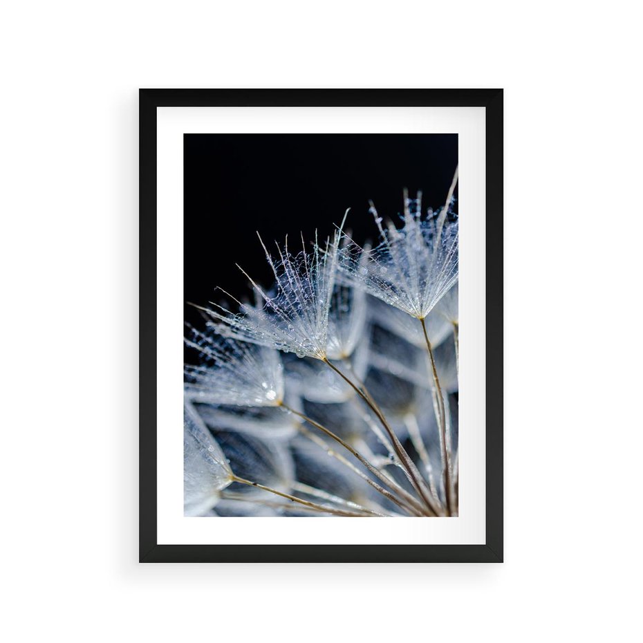 Plakat w ramie 30x40 - Makro piękno dmuchawców - makro, dmuchawce - rama czarna