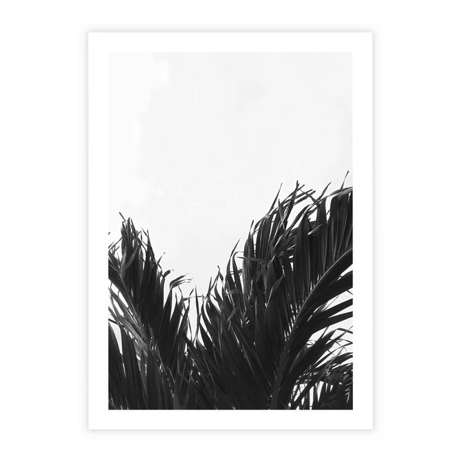 Plakat bez ramy 21x30 - Tropikalna Uroda w Czerni i Bieli - fotografia czarno biała, liście palmy