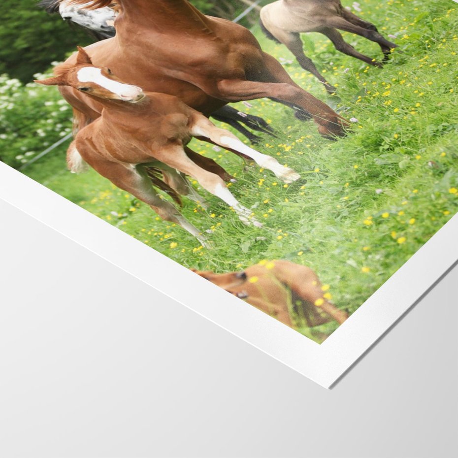 Plakat bez ramy 30x40 - Galopujące konie - konie, galop