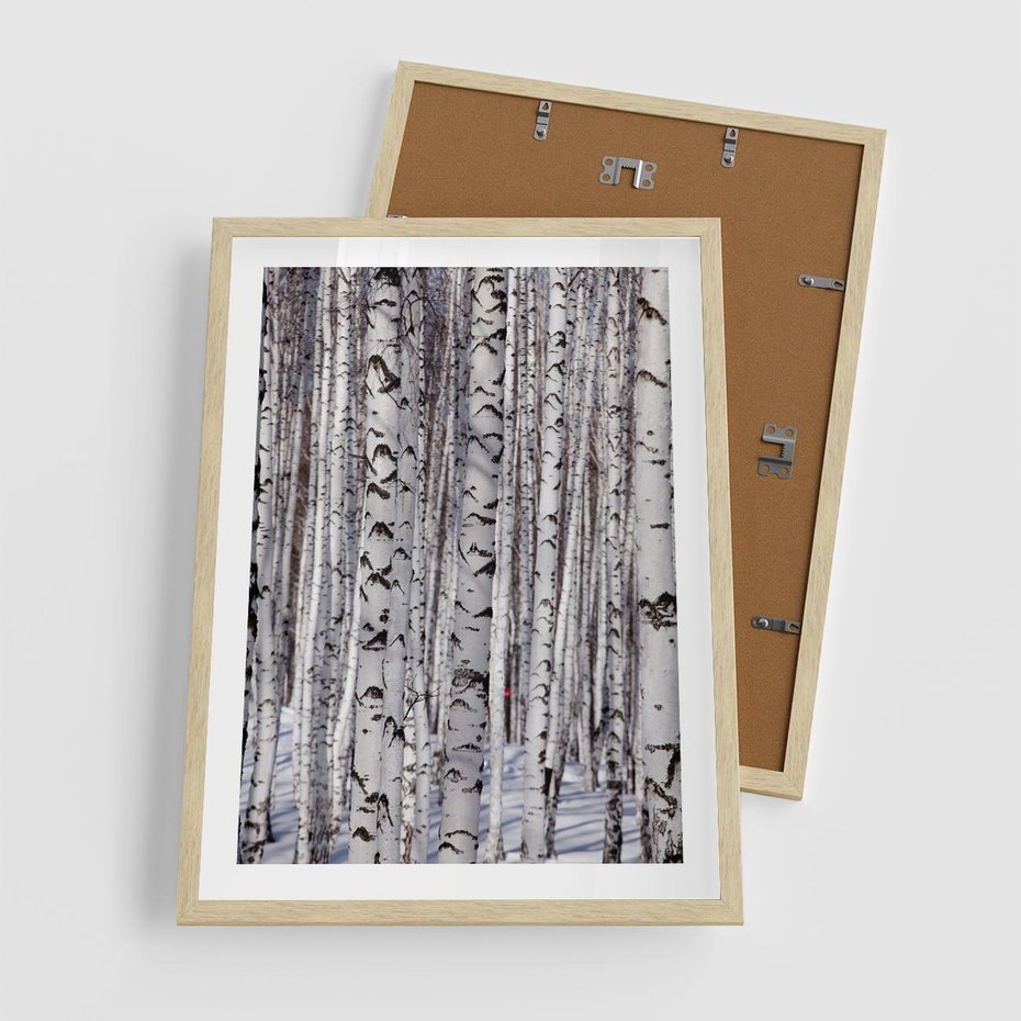 Plakat w ramie 50x70 - Lśniące Brzozy - brzozy, las - rama drewno