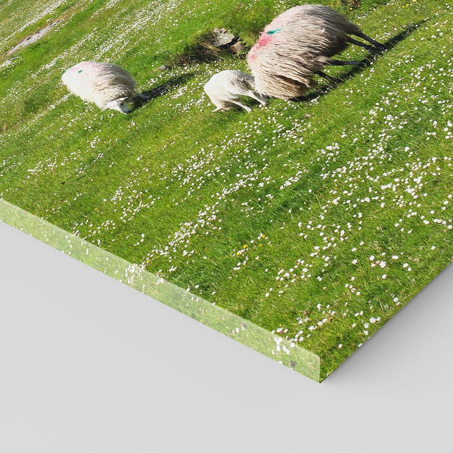 Obraz na płótnie 50x70 - Górskie Owce - góry, owce