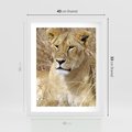 Plakat w ramie 40x50 - Potęga lwów w Afryce - lew, lwica - rama biała